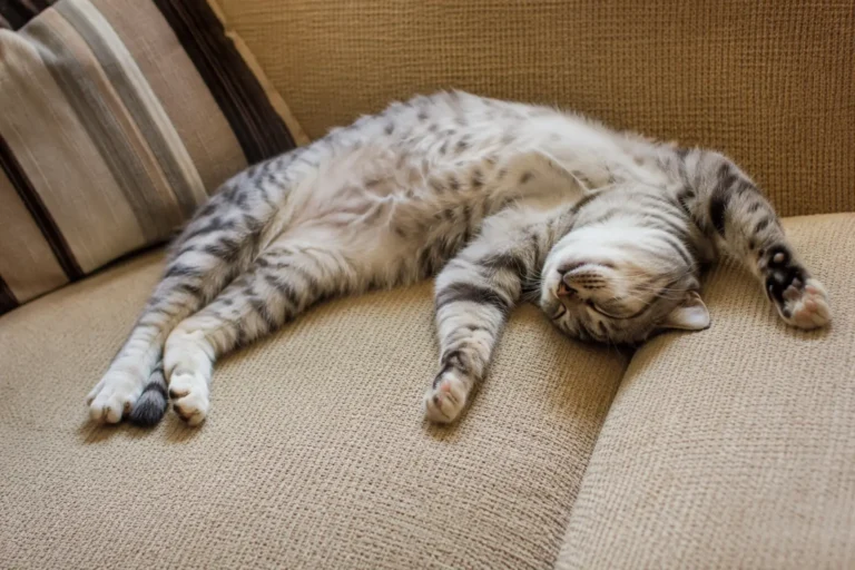 Por que gatos dormem por tempos prolongados?