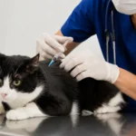 Conheça o protocolo vacinal para gatos.