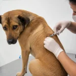 Conheça as principais vacinas para cães.