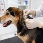 Pulgas e carrapatos em cães, causa, prevenção e doenças que podem causar.