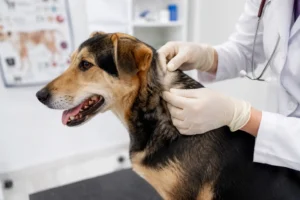 Pulgas e carrapatos em cães, causa, prevenção e doenças que podem causar.