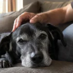 Sinais que indicam que seu cão está envelhecendo.