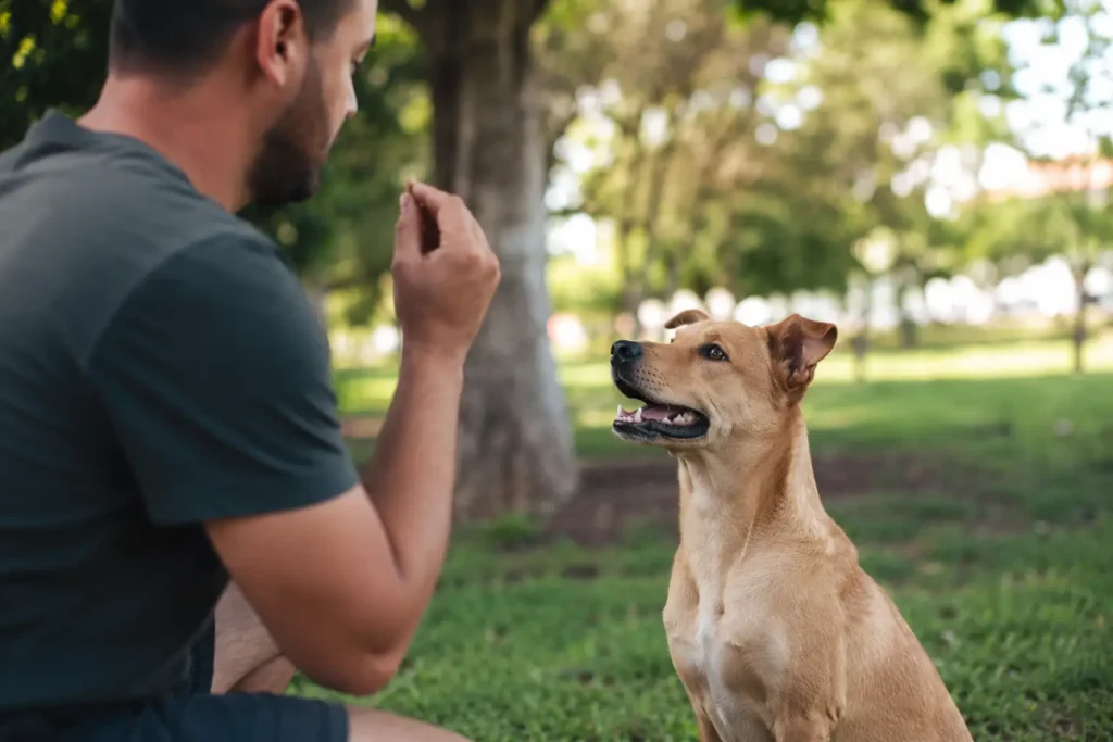 Conheça o adestramento positivo de cães, que substitui metodos ultrapassados.
