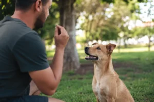 Conheça o adestramento positivo de cães, que substitui metodos ultrapassados.
