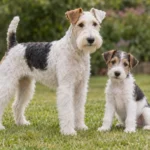 Wire Fox Terrier: personalidade, cuidados e vida em família