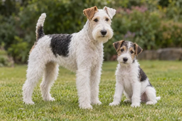 Wire Fox Terrier: personalidade, cuidados e vida em família